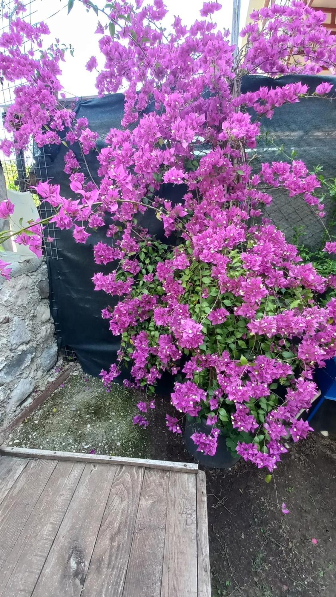 Demeter Rose Stonehouse Pansion Daire Antalya Dış mekan fotoğraf