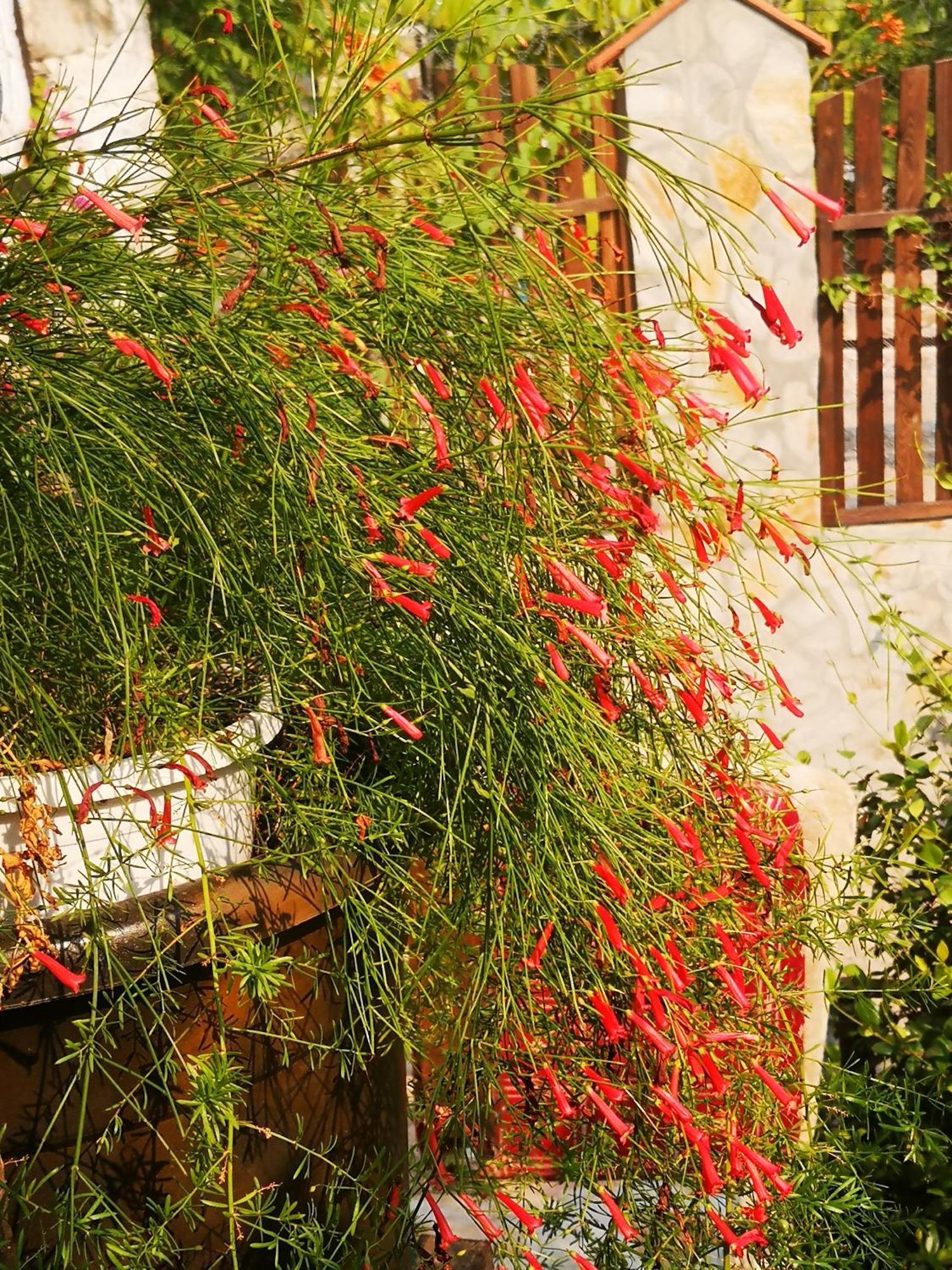 Demeter Rose Stonehouse Pansion Daire Antalya Dış mekan fotoğraf