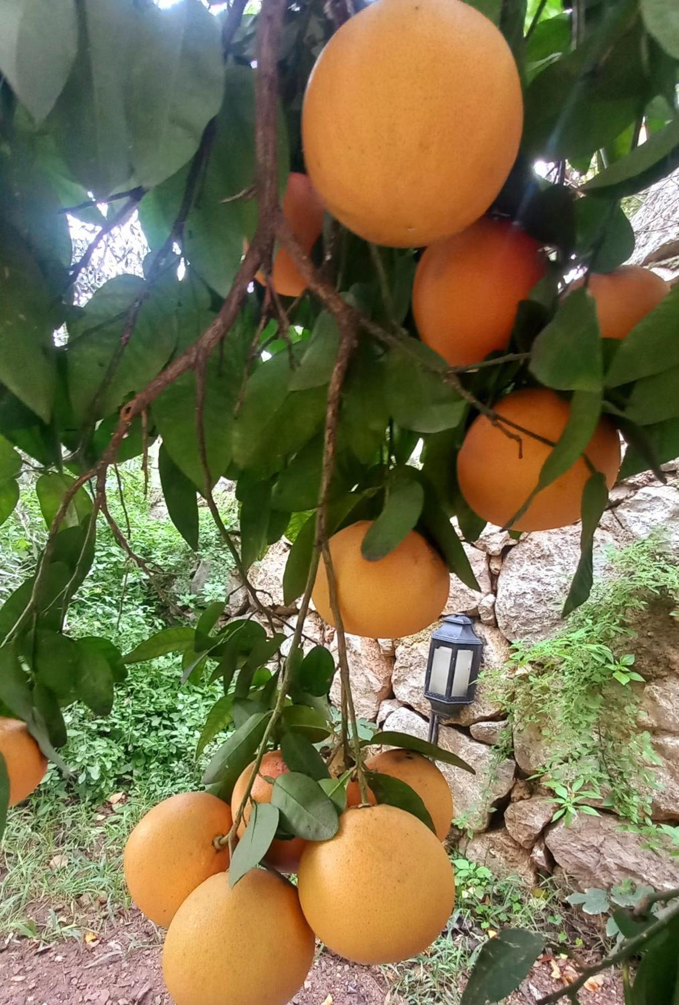 Demeter Rose Stonehouse Pansion Daire Antalya Dış mekan fotoğraf
